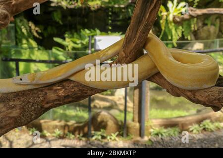 Adult individual snake strangler on dry branch. Close up of a yellow snake boa wrapped around a tree branch and looking arround. Curious python albino Stock Photo