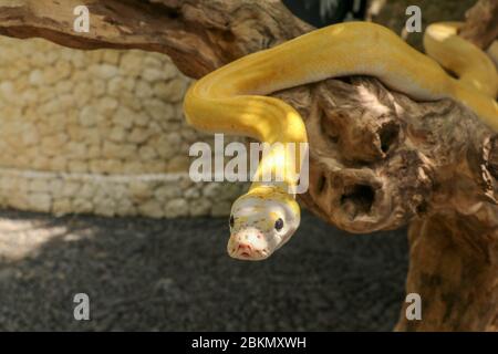 Adult individual snake strangler on dry branch. Close up of a yellow snake boa wrapped around a tree branch and looking arround. Curious python albino Stock Photo