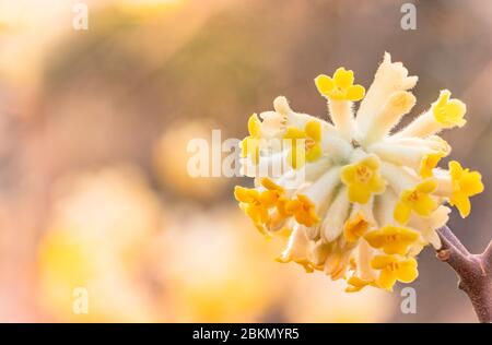 Close-up on yellow oriental paperbush mitsumata flower in bloom with bokeh background. Stock Photo
