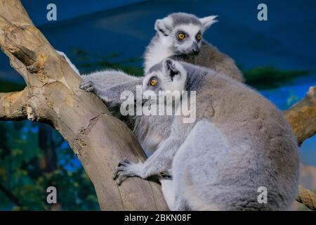 Two funny lemurs sitting on the tree. Exotic animal and wildlife concept Stock Photo