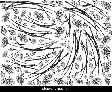 Herbal Plants, Hand Drawn Illustration Background of Flowering Garlic Chives or Allium Tuberosum Isolated on White Background Stock Vector
