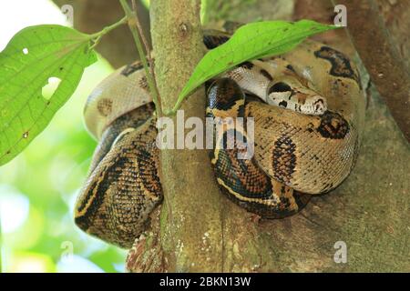 Boa constrictor (Boa imperator) coiled in rainforest tree. Corcovado National Park, Osa Peninsula, Costa Rica. Stock Photo