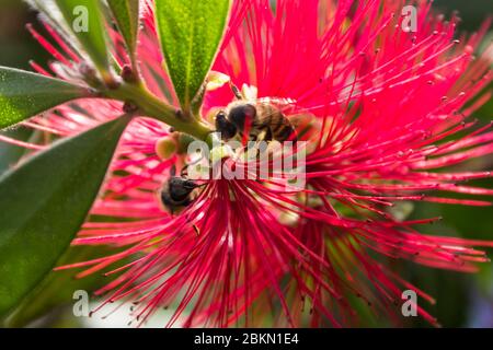 Two African Honeybees, Apis mellifera Scutellata, pollinating a scarlet bottlebrush in a suburban garden Stock Photo
