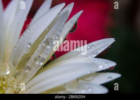 Drops on the petals of a white Barberton Daisy, reflecting the red daisy in the background Stock Photo