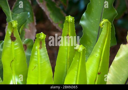 Sydney Australia, top of new fronds of a asplenium australasicum or bird's nest fern in sunlight Stock Photo