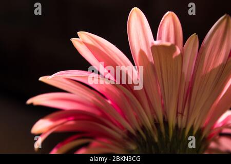 Back view of a back lit pink Baberton Daisy (Gerbera Jamesoni) with a dark background Stock Photo