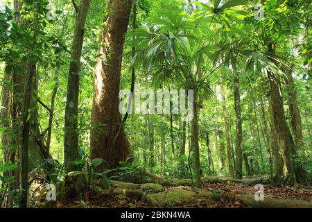 Sirena Ranger Station. Corcovado National Park. Costa Rica Stock Photo ...