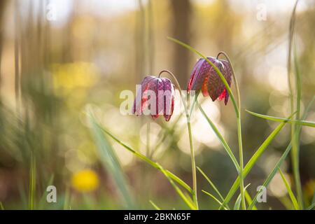 Close up of an endangered wild Chess Flower (Fritillaria meleagris) or snake's head fritillary on a sunny day in April. A beautiful purple and white b Stock Photo