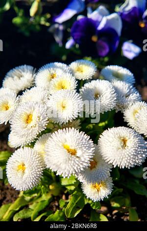 A lot of white daisies with blue blurred background. (Bellis perennis) Stock Photo