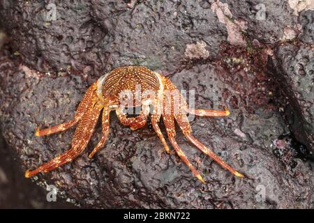 Beautiful colorful Sally Fish red Crab. Natural wildlife shot in San Cristobal, Galapagos. Crabs resting on rocks with dark background. Wild animal in Stock Photo