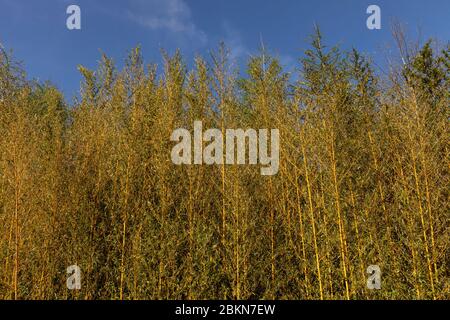 Bamboo growing in sunny day and a blue sky closeup. Yellow colored tropical wooden trees Stock Photo
