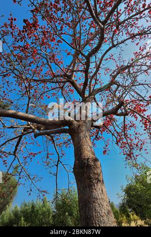 Bombax ceiba malabaricum Silk cotton tree on way to Wai Maharashtra India Stock Photo