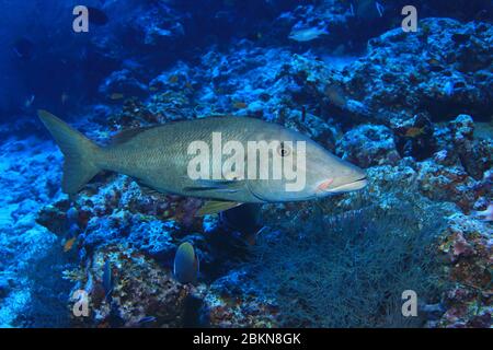 Longface emperor fish (Lethrinus olivaceus) underwater in the coral reef of the Indian Ocean Stock Photo