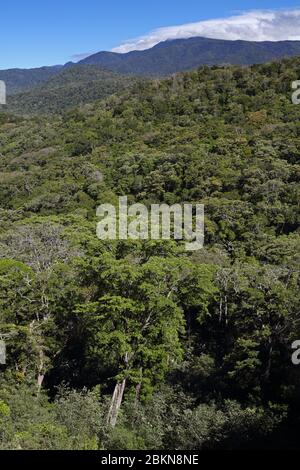 Cloudforest in La Amistad National Park, near San Vito en route to Las Tablas, Costa Rica Stock Photo