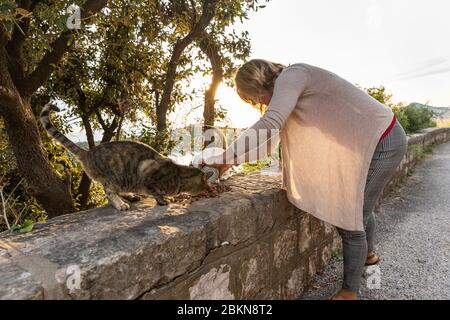 A woman feeding a group of homeless stray cats sitting on the wall downtown Dubrovnik waiting to be fed by volunteers. Surrounded by greenery on a sun Stock Photo