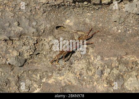 Beautiful colorful Sally Fish red Crab. Natural wildlife shot in San Cristobal, Galapagos. Crabs resting on rocks with dark background. Wild animal in Stock Photo