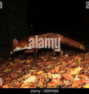 Red Fox among Autumn leaves. Stock Photo