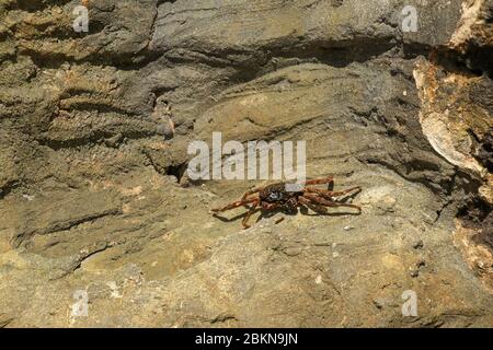 Beautiful colorful Sally Fish red Crab. Natural wildlife shot in San Cristobal, Galapagos. Crabs resting on rocks with dark background. Wild animal in Stock Photo