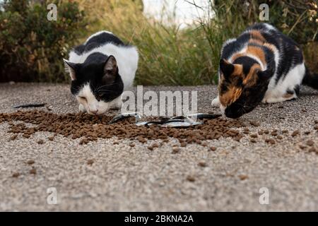 Two of hungry multicoloured homeless stray cats eating food given by volunteers in downtown Dubrovnik who also made houses of cardboard for them. Surr Stock Photo