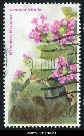 KENYA - CIRCA 1983: Lantana is a genus of about 150 species of perennial flowering plants, circa 1983. Stock Photo