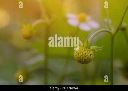 Wild Strawberry, freshly formed green unripe berry growing on plant in natural environment. Strength, rebirth and regeneration of nature. Sunny glow b Stock Photo