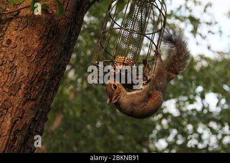 A grey squirrel (Sciurus carolinensis) tussles upside down with a squirrel-proof bird feeder hanging from a tree in a UK garden Stock Photo