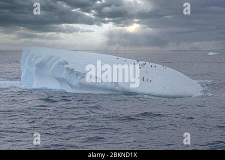 Gentoo penguins (Pygoscelis papua) on a floating iceberg, Cooper Bay, South Georgia, South Georgia and the Sandwich Islands, Antarctica Stock Photo