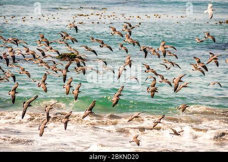 Gulls flying around the elephant seal colony at Point Piedras Blancas, California, USA. Stock Photo