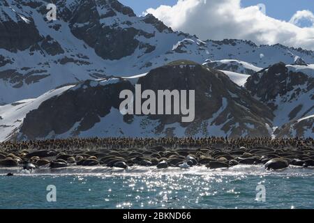 Gold Harbour beach packed with Southern Elephant Seals (Mirounga leonina) and King penguins (Aptenodytes patagonicus), South Georgia, South Georgia an Stock Photo