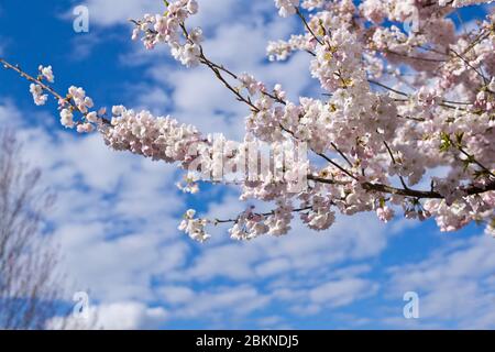 Beautiful pale pink ornamental cherry blossoms against the blue sky in Vancouver Canada. Stock Photo