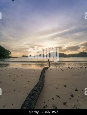 Sunset in Seychelles looking out over the Indian Ocean with a dead palm tree fallen on the sandy beach Stock Photo