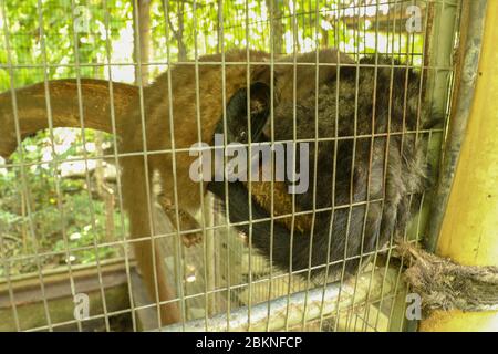 Cute Asian palm civet lying in cage. Civet cat portrait closeup Paradoxurus hermaphroditus produces Kopi luwak. Arctogalidia trivirgata is a viverrid Stock Photo