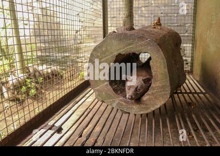 Cute Asian palm civet leží v díře v kmeni stromu. Civet cat portrait closeup Paradoxurus hermaphroditus produces Kopi luwak. Arctogalidia trivirgata i Stock Photo