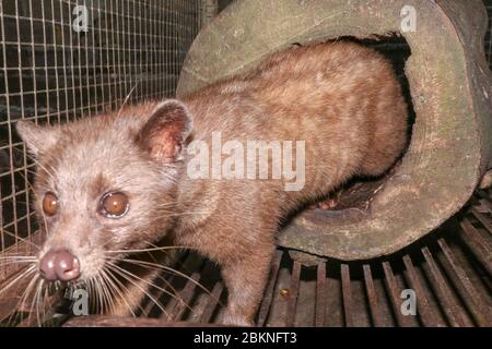 Asian Palm Civet - The animal used for the production of expensive coffee Kopi Luwak. Portrait of nocturnal animals Small-toothed palm civet Arctogali Stock Photo