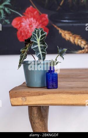 A detail of a potwith the house plant alocasia amazonica in a city loft interior. A bohemian, modern, mix and match eclectic styled home with a rustic Stock Photo