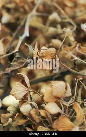 dried Hydrangea flower in winter Stock Photo