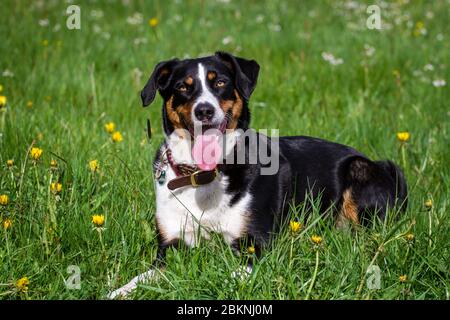 Appenzell Mountain Dog lying on a spring flower meadow Stock Photo