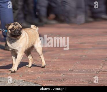 dog pug, rescue charity, dog leash, blank empty, leather leash, leather leash, breed, pug puppies, cute pug Stock Photo