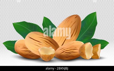 3D realistic almond. Nuts almonds with leaves on transparent background. Half , piece almond. Icon set. Vector illustration Stock Vector