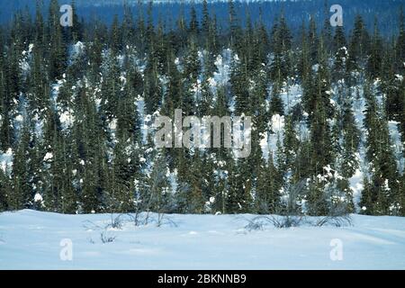 Dark coniferous forests (boreal coniferous forest). Dense marshy forest in Siberia. Siberian taiga in winter. Top view on snow-covered spruce forest, Stock Photo