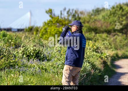 RSPB warden monitoring signs of Summer as Swifts return from Spain and Central Africa on southerly winds to breed in Southport provoking interest by local birdwatchers.  The UK's Swifts have one of the longest migration journeys in the World, 22,000 kilometers (14,000 miles) every year. They fly to and from Equatorial and Southern Africa, using largely unknown routes. Southport, Merseyside. UK Stock Photo