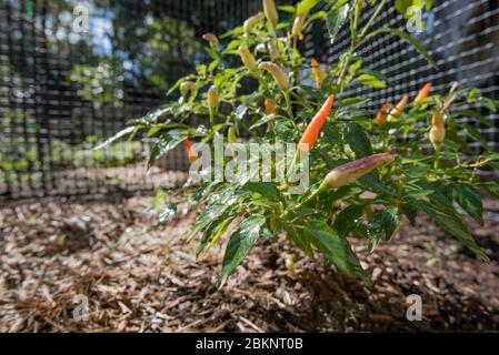 A small red chili bush growing in a Sydney vegetable patch with mulch and a background of green plastic mesh Stock Photo