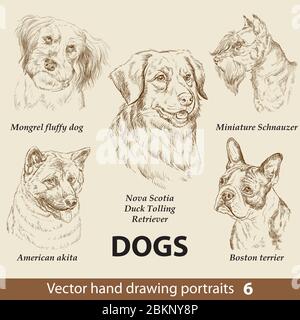 Hand drawing set of a cute dogs breeds part 6. Dogs head isolated on beige background. Pencil hand drawn realistic portrait. Animal collection. Good f Stock Vector