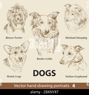 Hand drawing set of a cute dogs breeds part 4. Dogs head isolated on beige background. Pencil hand drawn realistic portrait. Animal collection. Good f Stock Vector