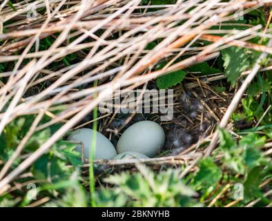 Mallard duck eggs in nest, Anas platyrhynchos, East Lothian, Scotland, UK Stock Photo