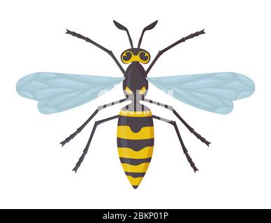 Detailed wasp isolated on white background. Insect,hornet, dangerous concept. Stock vector illustration in flat cartoon style. Stock Vector