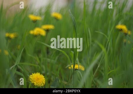 yellow dandelion flowers growing in a spring green grass. Stock Photo