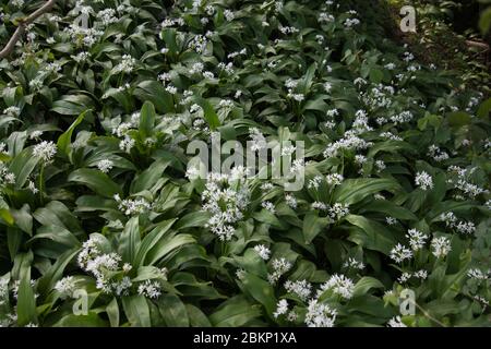 Ramsons or wild garlic (Allium ursinum) growing in an English woodland in spring Stock Photo