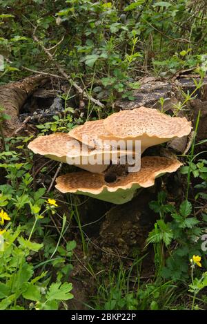 Dryad's saddle (Polyporus squamosus) growing on the trunk of a dead tree. Stock Photo