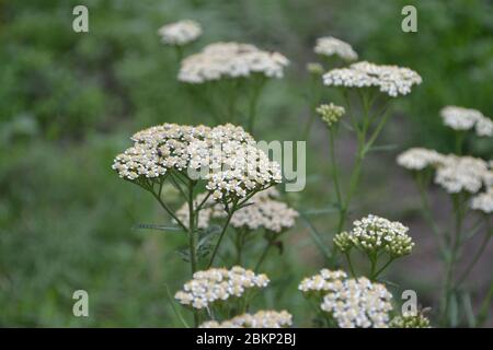 Achillea millefolium, a hairy herb with a rhizome, an Asteraceae family. White flower. Horizontal Stock Photo
